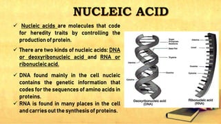  Nucleic acids are molecules that code
for heredity traits by controlling the
production of protein.
 There are two kinds of nucleic acids: DNA
or deoxyribonucleic acid and RNA or
ribonucleic acid.
 DNA found mainly in the cell nucleic
contains the genetic information that
codes for the sequences of amino acids in
proteins.
 RNA is found in many places in the cell
and carries out the synthesis of proteins.
 