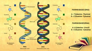 PAIRING BASES (DNA):
A – T (Adenine - Thymine)
G – C (Guanine - Cytosine)
PAIRING BASES(RNA):
A -U (Adenine - Uracil)
G – C (Guanine - Cytosine)
 