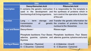 DNA RNA
Deoxyribonucleic Acid Ribonucleic Acid
Description It contains the genetic instruction
used in the development and
functioning of all living organisms.
It is responsible for the template in
the synthesis of proteins which in
turn control the operation & function
of the cell
Function Long – term storage and
transmission of genetic
information.
Transfer the genetic information for
the creation of proteins from the
nucleus to the ribosomes
Sugar and Bases Deoxyribose r
Phosphate backbone; Four Bases:
adenine, guanine, cytosine and
thymine
Ribose sugar
Phosphate backbone; Four Bases:
adenine, guanine, cytosine and uracil
Pairing of Bases A – T (Adenine - Thymine)
G – C (Guanine - Cytosine)
A -U (Adenine - Uracil)
G – C (Guanine - Cytosine)
 