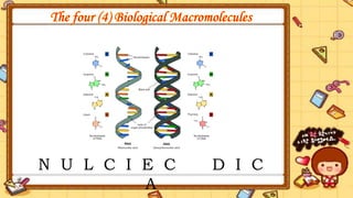 N U L C I E C D I C
A
NUCLEIC ACID
 