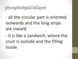 phospholipid bilayer
- all the circular part is oriented
outwards and the long strips
are inward
- it is like a sandwich, where the
crust is outside and the filling
inside
 