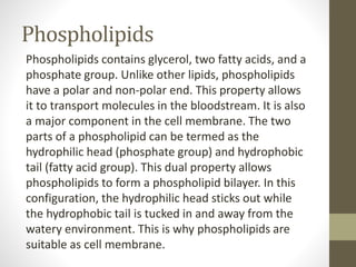 Phospholipids
Phospholipids contains glycerol, two fatty acids, and a
phosphate group. Unlike other lipids, phospholipids
have a polar and non-polar end. This property allows
it to transport molecules in the bloodstream. It is also
a major component in the cell membrane. The two
parts of a phospholipid can be termed as the
hydrophilic head (phosphate group) and hydrophobic
tail (fatty acid group). This dual property allows
phospholipids to form a phospholipid bilayer. In this
configuration, the hydrophilic head sticks out while
the hydrophobic tail is tucked in and away from the
watery environment. This is why phospholipids are
suitable as cell membrane.
 