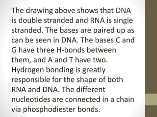 The drawing above shows that DNA
is double stranded and RNA is single
stranded. The bases are paired up as
can be seen in DNA. The bases C and
G have three H-bonds between
them, and A and T have two.
Hydrogen bonding is greatly
responsible for the shape of both
RNA and DNA. The different
nucleotides are connected in a chain
via phosphodiester bonds.
 