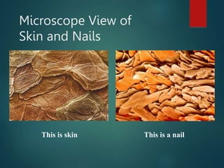 Microscope View of
Skin and Nails
This is skin This is a nail
 