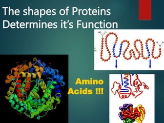 The shapes of Proteins
Determines it’s Function
Amino
Acids !!!
 