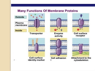 cell membranes and their structure and function | PPTX