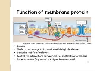 cell membranes and their structure and function | PPTX
