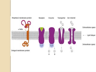 cell membranes and their structure and function | PPTX