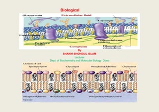 Biological
membrane
By
SHAIKH SHOHIDUL ISLAM
Lecturer
Dept. of Biochemistry and Molecular Biology Gono
Bishwabidyalay
 