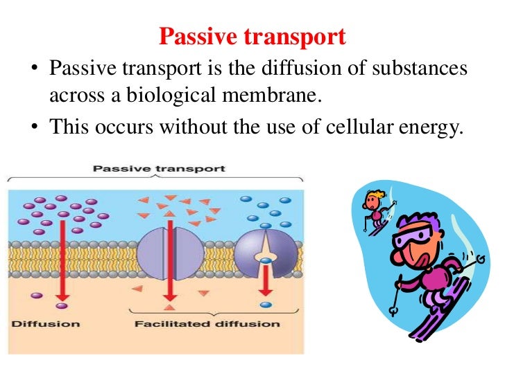Biological membrane and transport BY Mohammadali
Example Of Passive Transport
