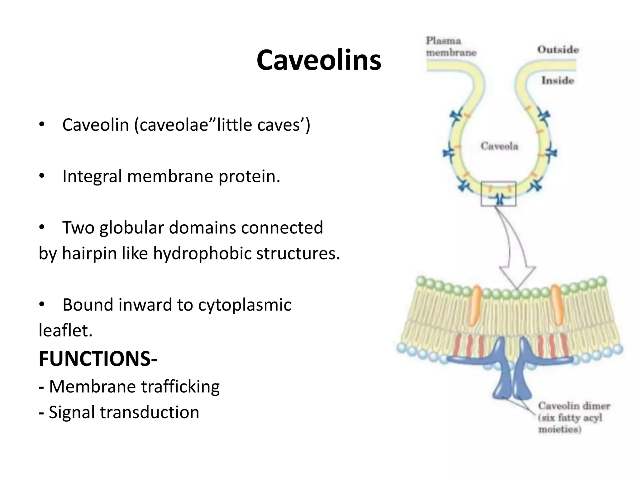 Biological membrane & its chemical composition | PPTX