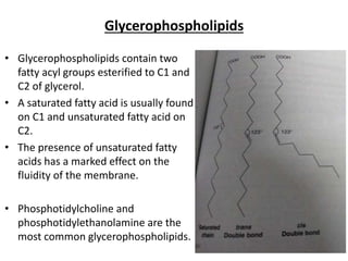 Glycerophospholipids
• Glycerophospholipids contain two
fatty acyl groups esterified to C1 and
C2 of glycerol.
• A saturated fatty acid is usually found
on C1 and unsaturated fatty acid on
C2.
• The presence of unsaturated fatty
acids has a marked effect on the
fluidity of the membrane.
• Phosphotidylcholine and
phosphotidylethanolamine are the
most common glycerophospholipids.
 