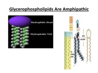 Glycerophospholipids Are Amphipathic
 