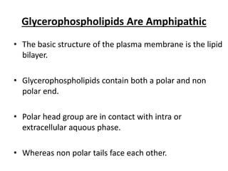Glycerophospholipids Are Amphipathic
• The basic structure of the plasma membrane is the lipid
bilayer.
• Glycerophospholipids contain both a polar and non
polar end.
• Polar head group are in contact with intra or
extracellular aquous phase.
• Whereas non polar tails face each other.
 
