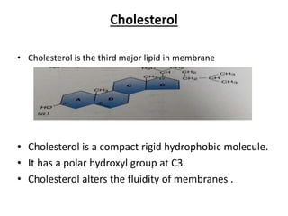Cholesterol
• Cholesterol is the third major lipid in membrane
• Cholesterol is a compact rigid hydrophobic molecule.
• It has a polar hydroxyl group at C3.
• Cholesterol alters the fluidity of membranes .
 