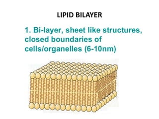 LIPID BILAYER
 