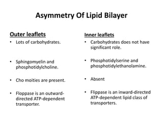 Asymmetry Of Lipid Bilayer
Outer leaflets
• Lots of carbohydrates.
• Sphingomyelin and
phosphotidylcholine.
• Cho moities are present.
• Floppase is an outward-
directed ATP-dependent
transporter.
Inner leaflets
• Carbohydrates does not have
significant role.
• Phosphotidylserine and
phosphotidylethanolamine.
• Absent
• Flippase is an inward-directed
ATP-dependent lipid class of
transporters.
 