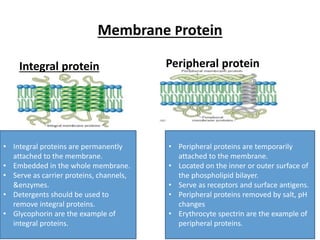 Membrane Protein
Integral protein Peripheral protein
• Integral proteins are permanently
attached to the membrane.
• Embedded in the whole membrane.
• Serve as carrier proteins, channels,
&enzymes.
• Detergents should be used to
remove integral proteins.
• Glycophorin are the example of
integral proteins.
• Peripheral proteins are temporarily
attached to the membrane.
• Located on the inner or outer surface of
the phospholipid bilayer.
• Serve as receptors and surface antigens.
• Peripheral proteins removed by salt, pH
changes
• Erythrocyte spectrin are the example of
peripheral proteins.
 