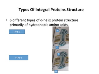 Types Of Integral Proteins Structure
• 6 different types of ɑ-helix protein structure
primarily of hydrophobic amino acids.
TYPE-1
TYPE-2
C
N
N
C
 