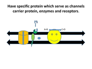 Have specific protein which serve as channels
carrier protein, enzymes and receptors.
A+B C+D
 