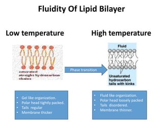 Fluidity Of Lipid Bilayer
Low temperature
• Fluid like organization
• Polar head loosely packed
• Tailed disordered
• Membrane thinner
• Fatty acid unsaturated
High temperature
Phase transition
• Fluid like organization.
• Polar head loosely packed
• Tails disordered.
• Membrane thinner.
• Gel like organization.
• Polar head tightly packed.
• Tails regular
• Membrane thicker
 