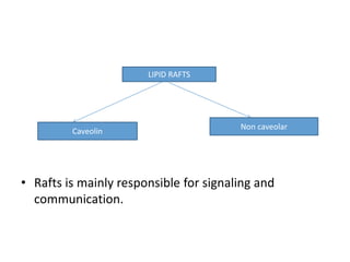 • Rafts is mainly responsible for signaling and
communication.
LIPID RAFTS
Caveolin
Non caveolar
 