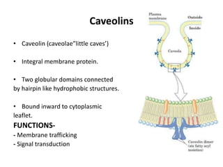 Caveolins
• Caveolin (caveolae”little caves’)
• Integral membrane protein.
• Two globular domains connected
by hairpin like hydrophobic structures.
• Bound inward to cytoplasmic
leaflet.
FUNCTIONS-
- Membrane trafficking
- Signal transduction
 