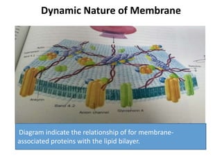Dynamic Nature of Membrane
Diagram indicate the relationship of for membrane-
associated proteins with the lipid bilayer.
 