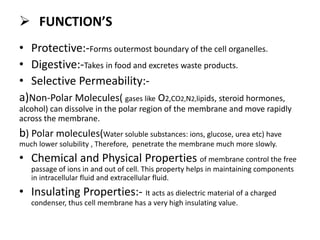  FUNCTION’S
• Protective:-Forms outermost boundary of the cell organelles.
• Digestive:-Takes in food and excretes waste products.
• Selective Permeability:-
a)Non-Polar Molecules( gases like O2,CO2,N2,lipids, steroid hormones,
alcohol) can dissolve in the polar region of the membrane and move rapidly
across the membrane.
b) Polar molecules(Water soluble substances: ions, glucose, urea etc) have
much lower solubility , Therefore, penetrate the membrane much more slowly.
• Chemical and Physical Properties of membrane control the free
passage of ions in and out of cell. This property helps in maintaining components
in intracellular fluid and extracellular fluid.
• Insulating Properties:- It acts as dielectric material of a charged
condenser, thus cell membrane has a very high insulating value.
 