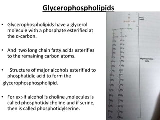 Glycerophospholipids
• Glycerophospholipids have a glycerol
molecule with a phosphate esterified at
the ɑ-carbon.
• And two long chain fatty acids esterifies
to the remaining carbon atoms.
• Structure of major alcohols esterified to
phosphatidic acid to form the
glycerophosphospholipid.
• For ex:-if alcohol is choline ,molecules is
called phosphotidylcholine and if serine,
then is called phosphotidylserine.
 