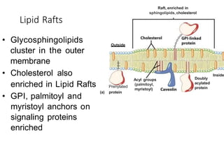 Biological Membranes powerpoint presentaions | PPTX