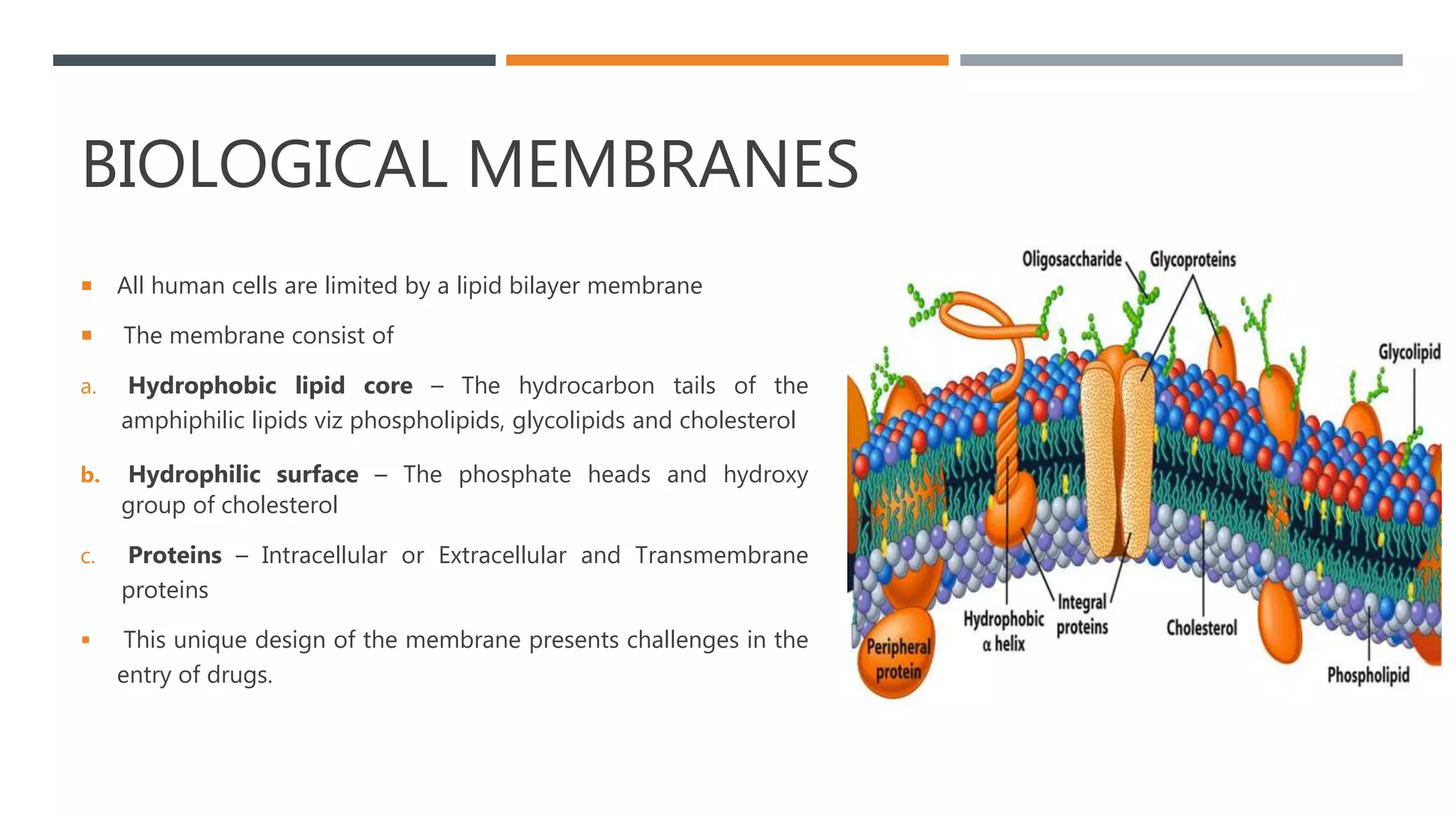 Biological membranes as a barriers to drugs(pH trapping) | PPTX