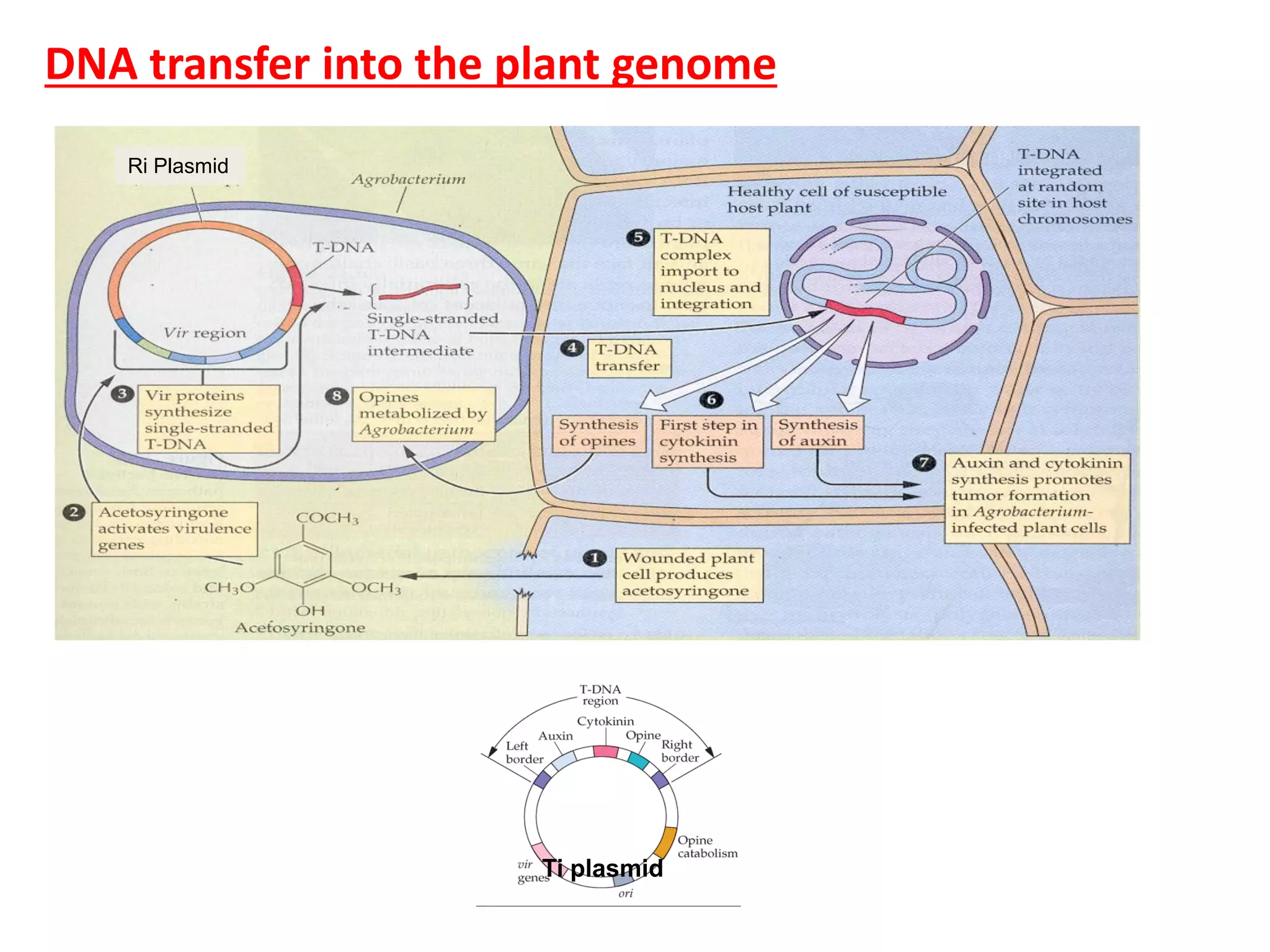 DNA transfer into the plant genome
Ti plasmid
Ri Plasmid
 