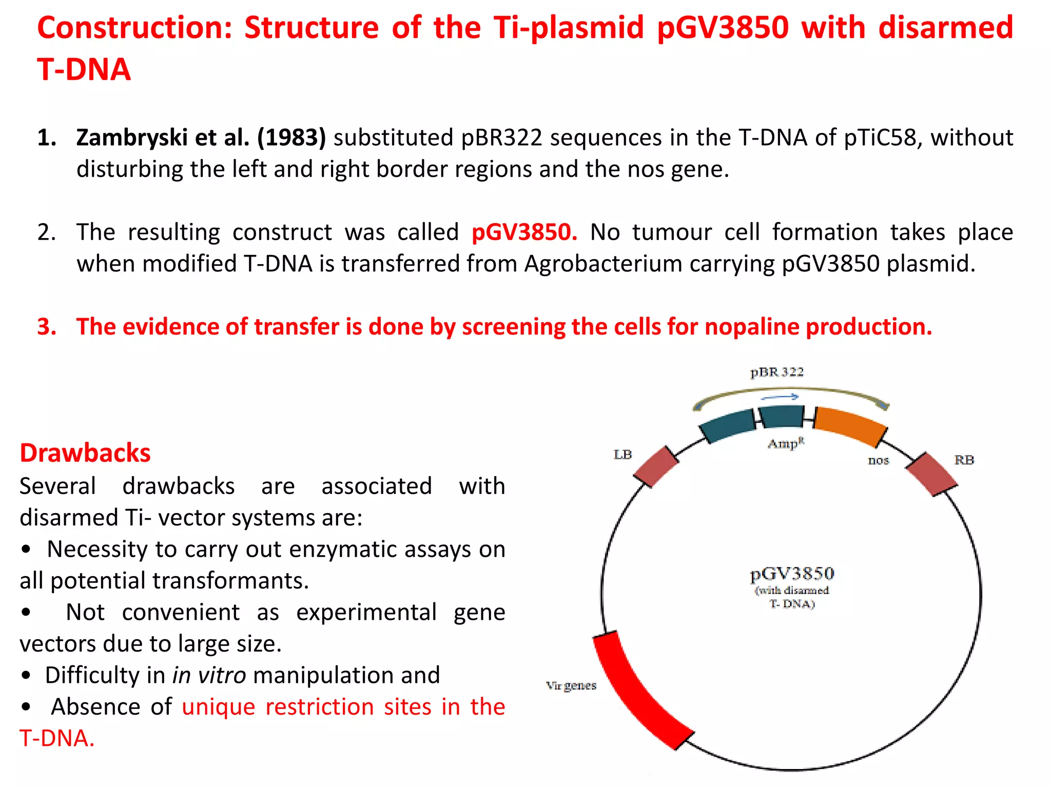 Construction: Structure of the Ti-plasmid pGV3850 with disarmed
T-DNA
1. Zambryski et al. (1983) substituted pBR322 sequences in the T-DNA of pTiC58, without
disturbing the left and right border regions and the nos gene.
2. The resulting construct was called pGV3850. No tumour cell formation takes place
when modified T-DNA is transferred from Agrobacterium carrying pGV3850 plasmid.
3. The evidence of transfer is done by screening the cells for nopaline production.
Drawbacks
Several drawbacks are associated with
disarmed Ti- vector systems are:
• Necessity to carry out enzymatic assays on
all potential transformants.
• Not convenient as experimental gene
vectors due to large size.
• Difficulty in in vitro manipulation and
• Absence of unique restriction sites in the
T-DNA.
 