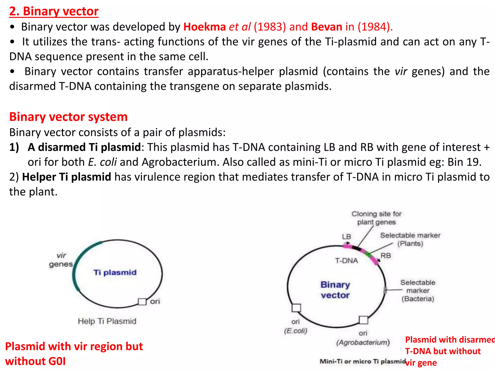 2. Binary vector
• Binary vector was developed by Hoekma et al (1983) and Bevan in (1984).
• It utilizes the trans- acting functions of the vir genes of the Ti-plasmid and can act on any T-
DNA sequence present in the same cell.
• Binary vector contains transfer apparatus-helper plasmid (contains the vir genes) and the
disarmed T-DNA containing the transgene on separate plasmids.
Binary vector system
Binary vector consists of a pair of plasmids:
1) A disarmed Ti plasmid: This plasmid has T-DNA containing LB and RB with gene of interest +
ori for both E. coli and Agrobacterium. Also called as mini-Ti or micro Ti plasmid eg: Bin 19.
2) Helper Ti plasmid has virulence region that mediates transfer of T-DNA in micro Ti plasmid to
the plant.
Plasmid with disarmed
T-DNA but without
vir gene
Plasmid with vir region but
without G0I
 