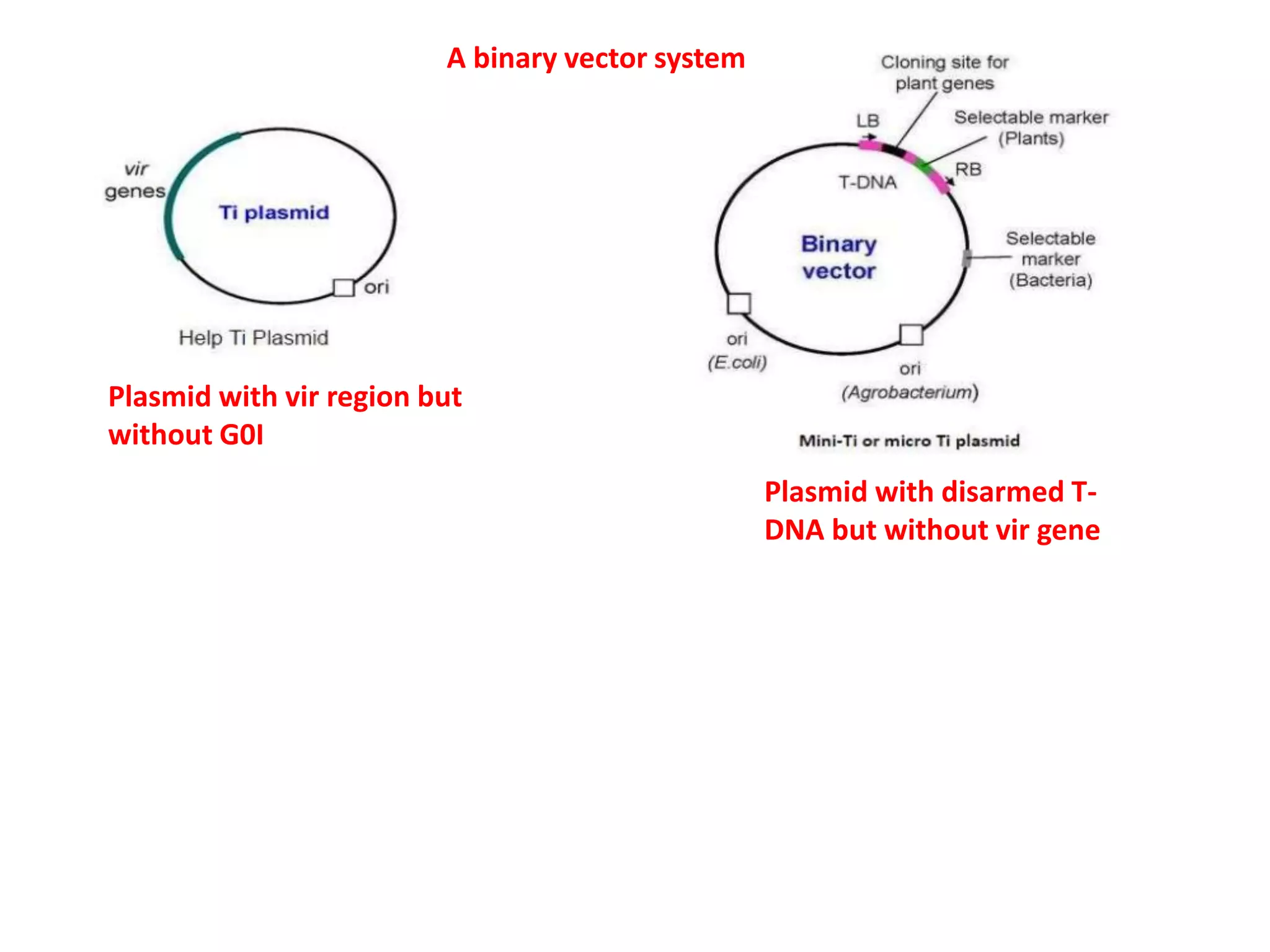 A binary vector system
Plasmid with disarmed T-
DNA but without vir gene
Plasmid with vir region but
without G0I
 