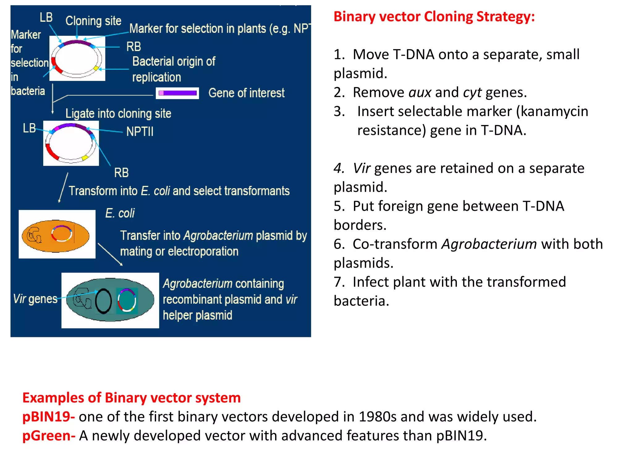 Binary vector Cloning Strategy:
1. Move T-DNA onto a separate, small
plasmid.
2. Remove aux and cyt genes.
3. Insert selectable marker (kanamycin
resistance) gene in T-DNA.
4. Vir genes are retained on a separate
plasmid.
5. Put foreign gene between T-DNA
borders.
6. Co-transform Agrobacterium with both
plasmids.
7. Infect plant with the transformed
bacteria.
Examples of Binary vector system
pBIN19- one of the first binary vectors developed in 1980s and was widely used.
pGreen- A newly developed vector with advanced features than pBIN19.
 