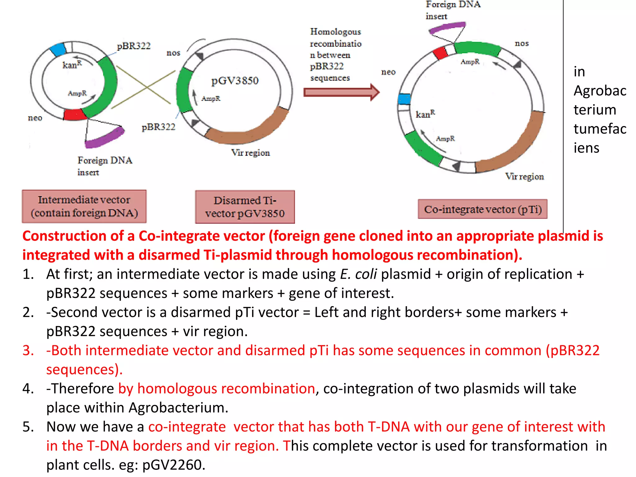 Construction of a Co-integrate vector (foreign gene cloned into an appropriate plasmid is
integrated with a disarmed Ti-plasmid through homologous recombination).
1. At first; an intermediate vector is made using E. coli plasmid + origin of replication +
pBR322 sequences + some markers + gene of interest.
2. -Second vector is a disarmed pTi vector = Left and right borders+ some markers +
pBR322 sequences + vir region.
3. -Both intermediate vector and disarmed pTi has some sequences in common (pBR322
sequences).
4. -Therefore by homologous recombination, co-integration of two plasmids will take
place within Agrobacterium.
5. Now we have a co-integrate vector that has both T-DNA with our gene of interest with
in the T-DNA borders and vir region. This complete vector is used for transformation in
plant cells. eg: pGV2260.
in
Agrobac
terium
tumefac
iens
 