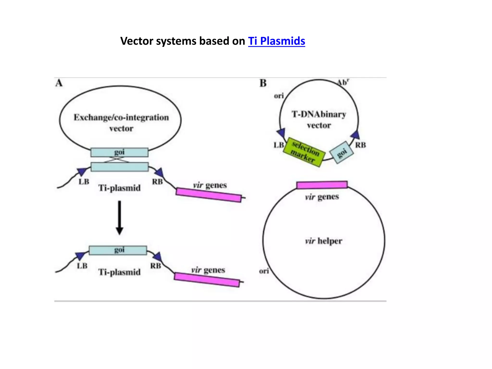 Vector systems based on Ti Plasmids
 