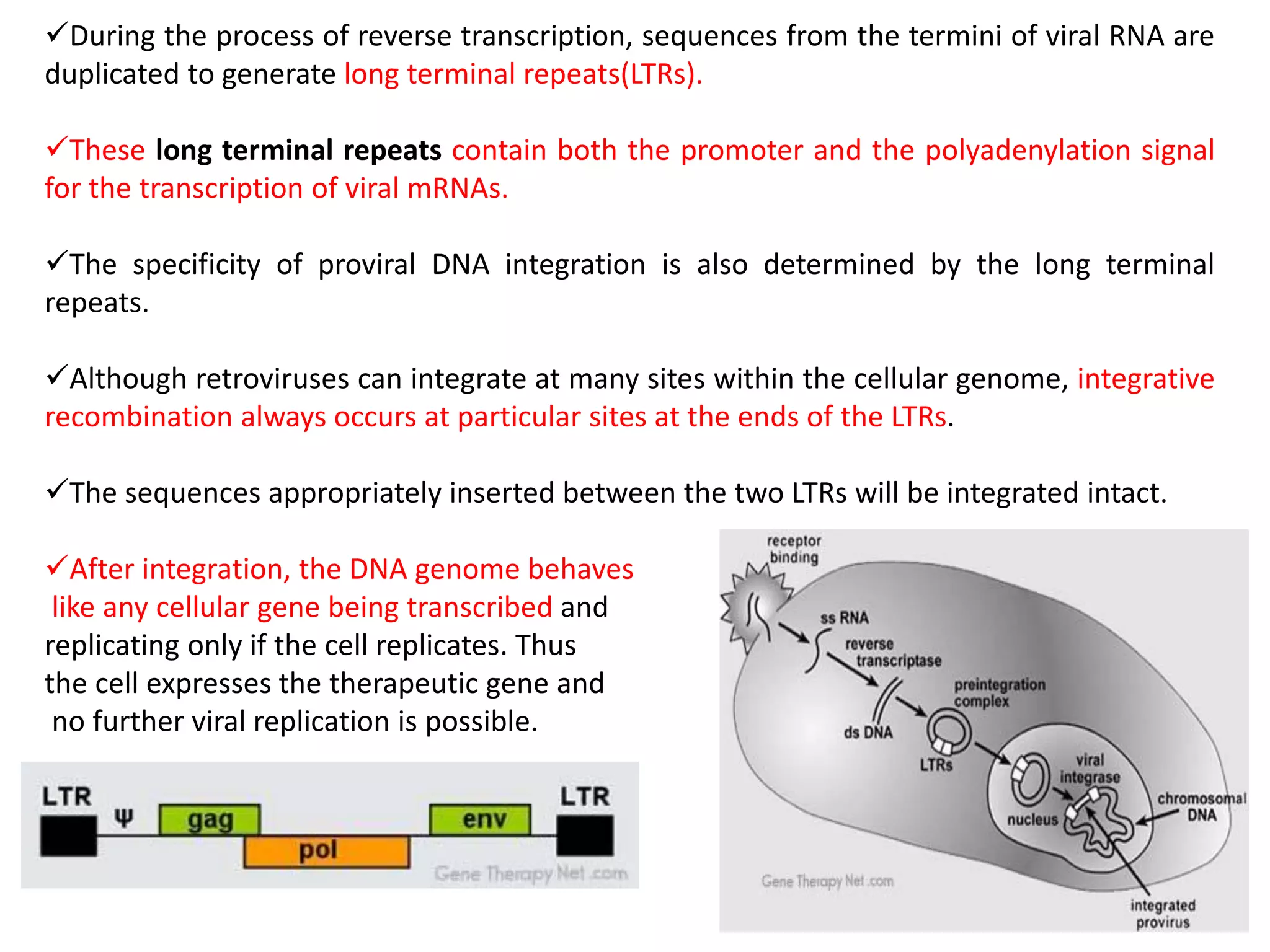 During the process of reverse transcription, sequences from the termini of viral RNA are
duplicated to generate long terminal repeats(LTRs).
These long terminal repeats contain both the promoter and the polyadenylation signal
for the transcription of viral mRNAs.
The specificity of proviral DNA integration is also determined by the long terminal
repeats.
Although retroviruses can integrate at many sites within the cellular genome, integrative
recombination always occurs at particular sites at the ends of the LTRs.
The sequences appropriately inserted between the two LTRs will be integrated intact.
After integration, the DNA genome behaves
like any cellular gene being transcribed and
replicating only if the cell replicates. Thus
the cell expresses the therapeutic gene and
no further viral replication is possible.
 
