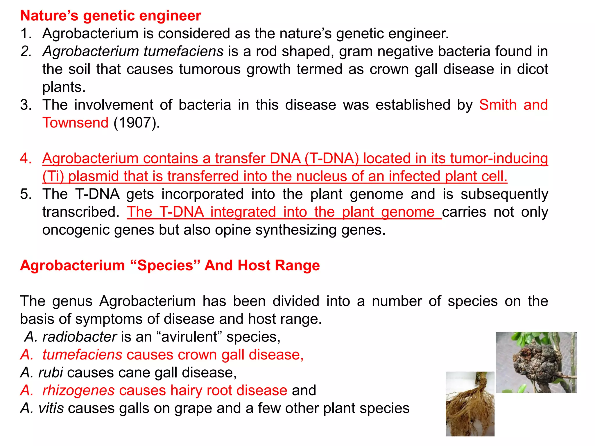 Nature’s genetic engineer
1. Agrobacterium is considered as the nature’s genetic engineer.
2. Agrobacterium tumefaciens is a rod shaped, gram negative bacteria found in
the soil that causes tumorous growth termed as crown gall disease in dicot
plants.
3. The involvement of bacteria in this disease was established by Smith and
Townsend (1907).
4. Agrobacterium contains a transfer DNA (T-DNA) located in its tumor-inducing
(Ti) plasmid that is transferred into the nucleus of an infected plant cell.
5. The T-DNA gets incorporated into the plant genome and is subsequently
transcribed. The T-DNA integrated into the plant genome carries not only
oncogenic genes but also opine synthesizing genes.
Agrobacterium “Species” And Host Range
The genus Agrobacterium has been divided into a number of species on the
basis of symptoms of disease and host range.
A. radiobacter is an “avirulent” species,
A. tumefaciens causes crown gall disease,
A. rubi causes cane gall disease,
A. rhizogenes causes hairy root disease and
A. vitis causes galls on grape and a few other plant species
 