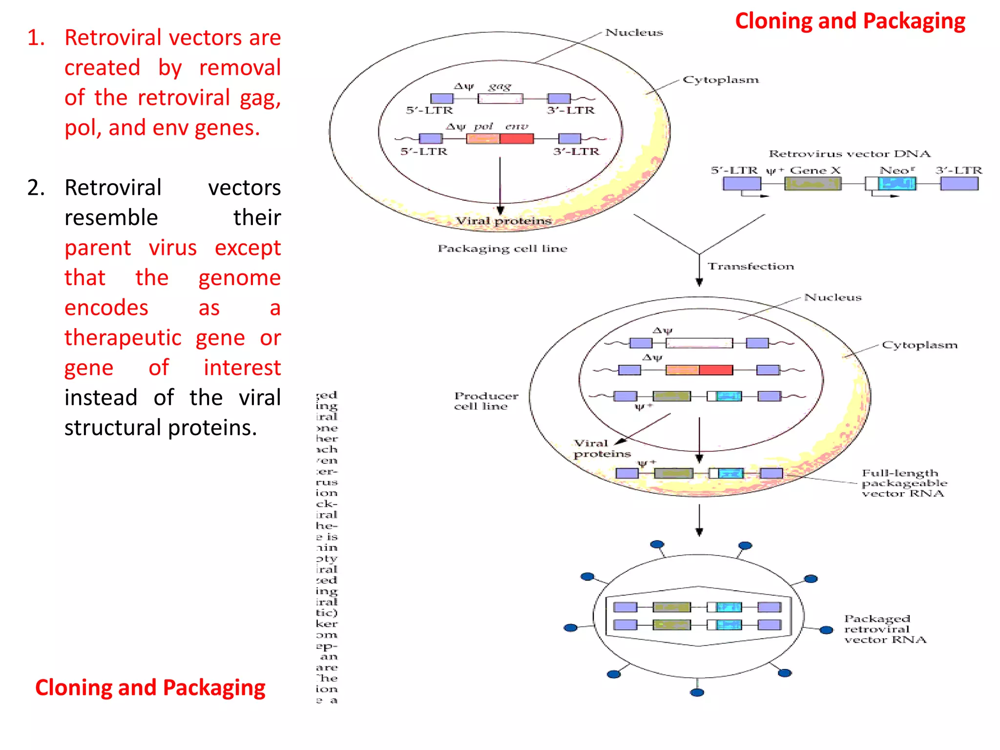 1. Retroviral vectors are
created by removal
of the retroviral gag,
pol, and env genes.
2. Retroviral vectors
resemble their
parent virus except
that the genome
encodes as a
therapeutic gene or
gene of interest
instead of the viral
structural proteins.
Cloning and Packaging
Cloning and Packaging
 