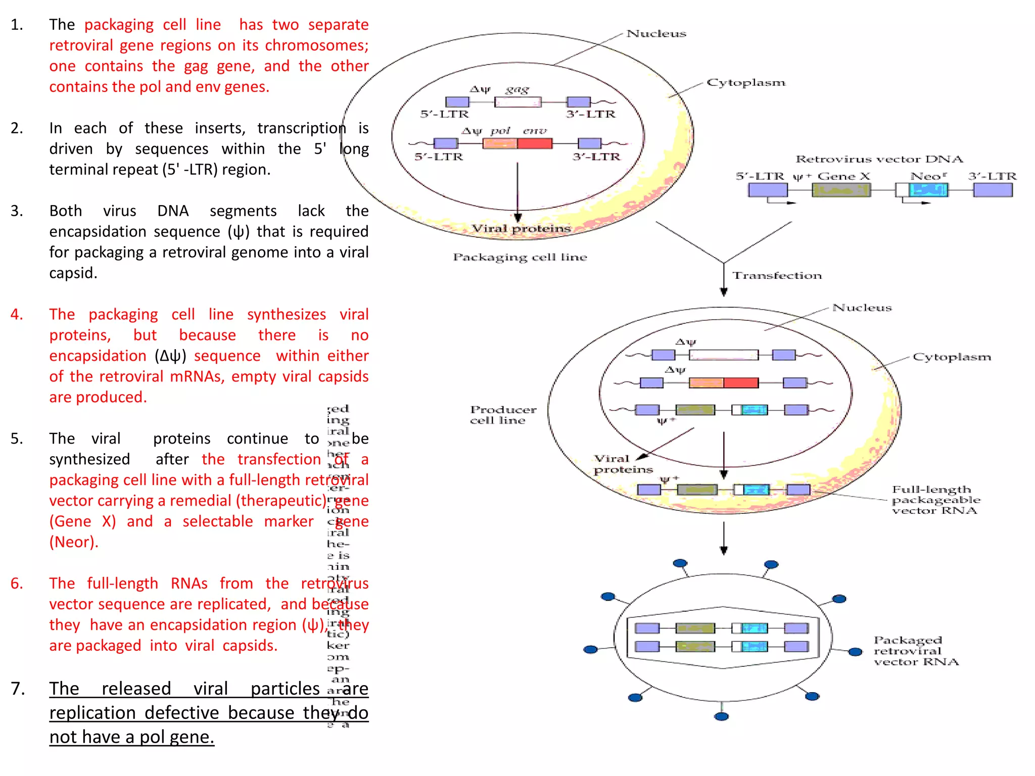 1. The packaging cell line has two separate
retroviral gene regions on its chromosomes;
one contains the gag gene, and the other
contains the pol and env genes.
2. In each of these inserts, transcription is
driven by sequences within the 5' long
terminal repeat (5' -LTR) region.
3. Both virus DNA segments lack the
encapsidation sequence (ψ) that is required
for packaging a retroviral genome into a viral
capsid.
4. The packaging cell line synthesizes viral
proteins, but because there is no
encapsidation (Δψ) sequence within either
of the retroviral mRNAs, empty viral capsids
are produced.
5. The viral proteins continue to be
synthesized after the transfection of a
packaging cell line with a full-length retroviral
vector carrying a remedial (therapeutic) gene
(Gene X) and a selectable marker gene
(Neor).
6. The full-length RNAs from the retrovirus
vector sequence are replicated, and because
they have an encapsidation region (ψ), they
are packaged into viral capsids.
7. The released viral particles are
replication defective because they do
not have a pol gene.
 