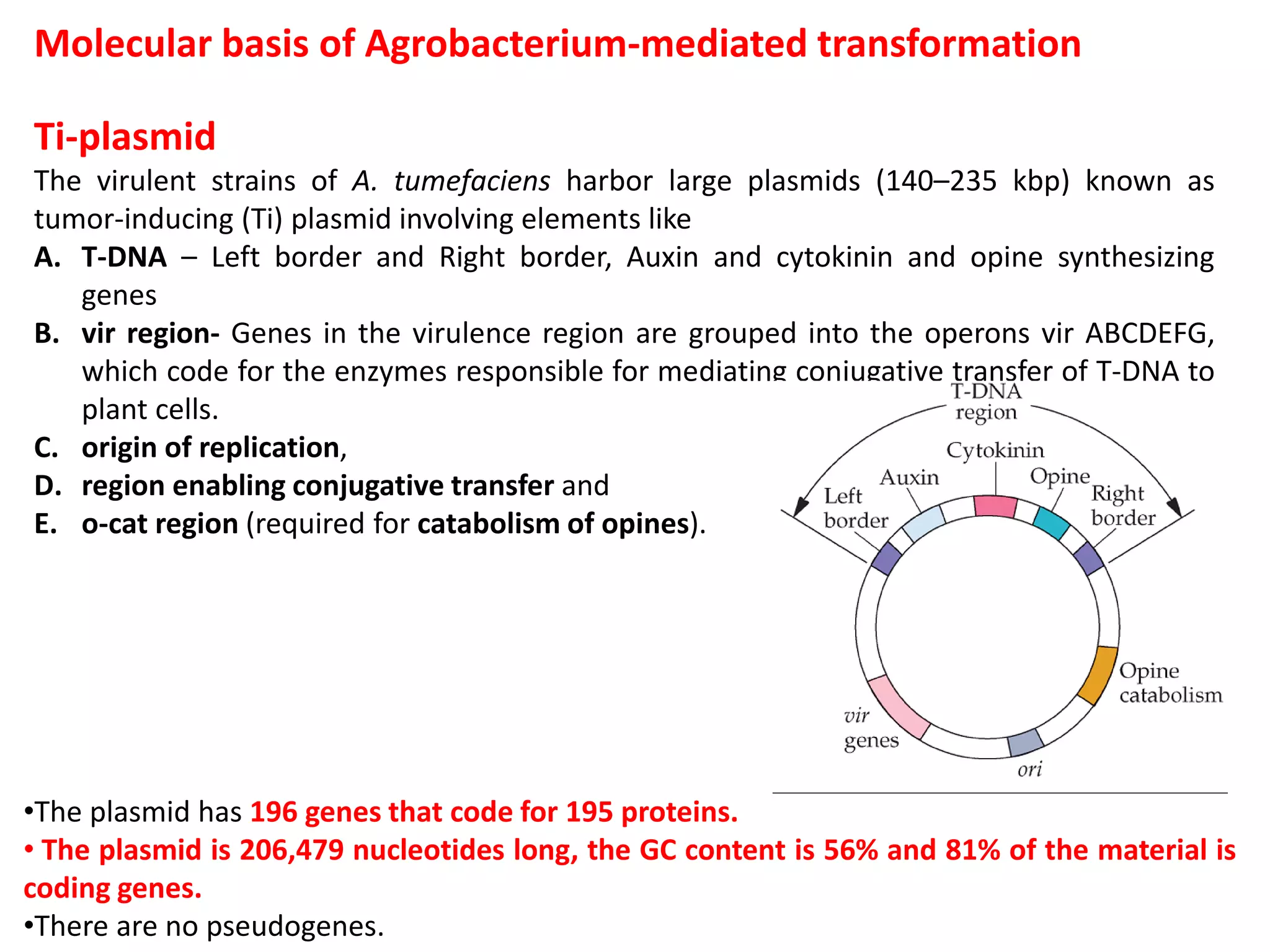 Molecular basis of Agrobacterium-mediated transformation
Ti-plasmid
The virulent strains of A. tumefaciens harbor large plasmids (140–235 kbp) known as
tumor-inducing (Ti) plasmid involving elements like
A. T-DNA – Left border and Right border, Auxin and cytokinin and opine synthesizing
genes
B. vir region- Genes in the virulence region are grouped into the operons vir ABCDEFG,
which code for the enzymes responsible for mediating conjugative transfer of T-DNA to
plant cells.
C. origin of replication,
D. region enabling conjugative transfer and
E. o-cat region (required for catabolism of opines).
•The plasmid has 196 genes that code for 195 proteins.
• The plasmid is 206,479 nucleotides long, the GC content is 56% and 81% of the material is
coding genes.
•There are no pseudogenes.
 