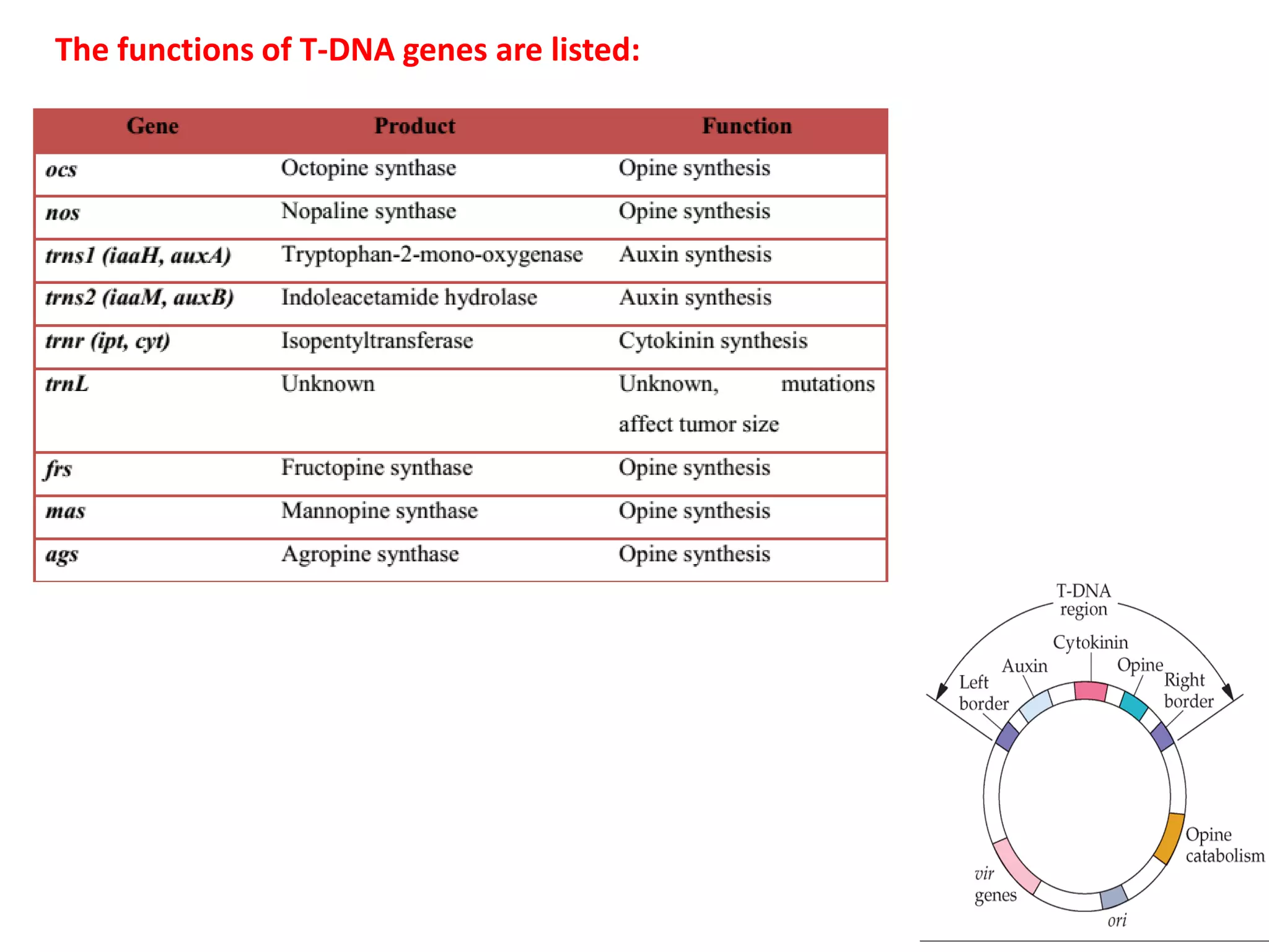 The functions of T-DNA genes are listed:
 