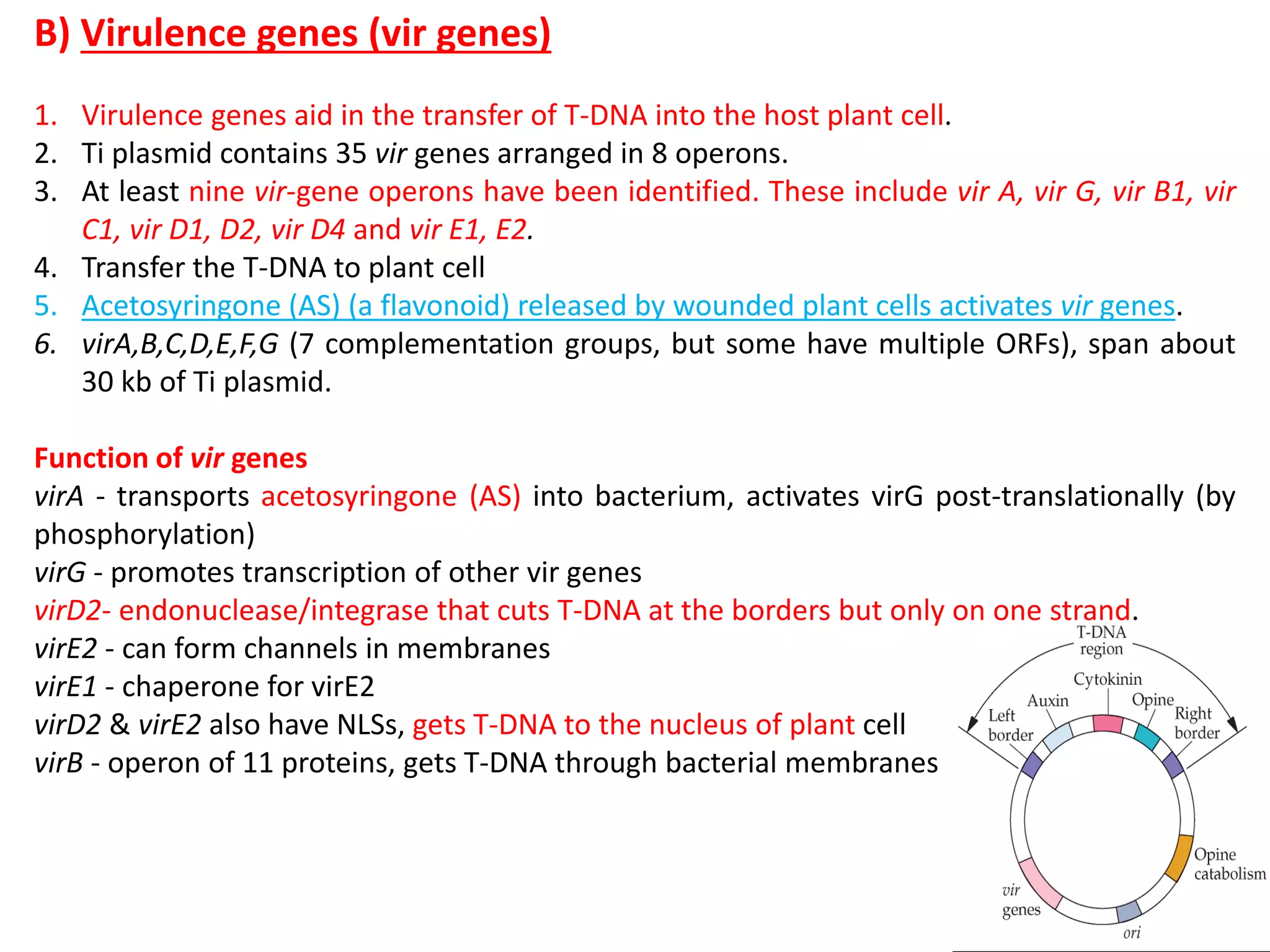 B) Virulence genes (vir genes)
1. Virulence genes aid in the transfer of T-DNA into the host plant cell.
2. Ti plasmid contains 35 vir genes arranged in 8 operons.
3. At least nine vir-gene operons have been identified. These include vir A, vir G, vir B1, vir
C1, vir D1, D2, vir D4 and vir E1, E2.
4. Transfer the T-DNA to plant cell
5. Acetosyringone (AS) (a flavonoid) released by wounded plant cells activates vir genes.
6. virA,B,C,D,E,F,G (7 complementation groups, but some have multiple ORFs), span about
30 kb of Ti plasmid.
Function of vir genes
virA - transports acetosyringone (AS) into bacterium, activates virG post-translationally (by
phosphorylation)
virG - promotes transcription of other vir genes
virD2- endonuclease/integrase that cuts T-DNA at the borders but only on one strand.
virE2 - can form channels in membranes
virE1 - chaperone for virE2
virD2 & virE2 also have NLSs, gets T-DNA to the nucleus of plant cell
virB - operon of 11 proteins, gets T-DNA through bacterial membranes
 