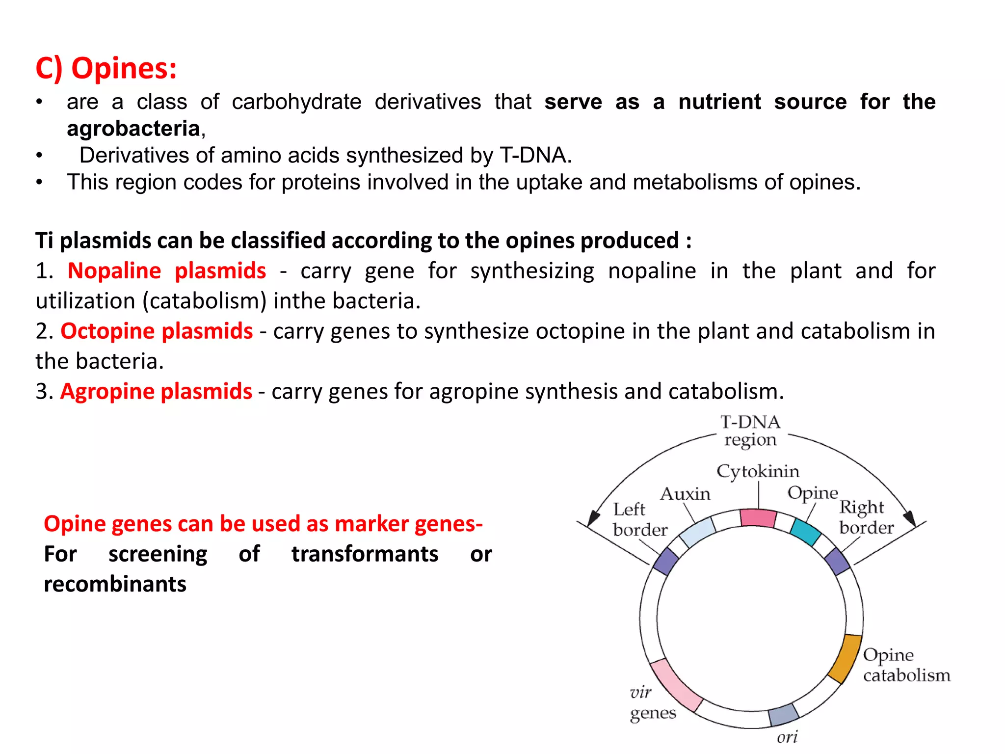 C) Opines:
• are a class of carbohydrate derivatives that serve as a nutrient source for the
agrobacteria,
• Derivatives of amino acids synthesized by T-DNA.
• This region codes for proteins involved in the uptake and metabolisms of opines.
Ti plasmids can be classified according to the opines produced :
1. Nopaline plasmids - carry gene for synthesizing nopaline in the plant and for
utilization (catabolism) inthe bacteria.
2. Octopine plasmids - carry genes to synthesize octopine in the plant and catabolism in
the bacteria.
3. Agropine plasmids - carry genes for agropine synthesis and catabolism.
Opine genes can be used as marker genes-
For screening of transformants or
recombinants
 