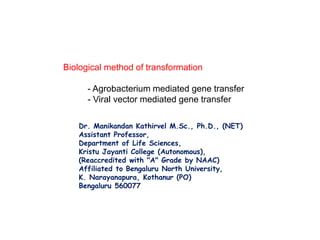 Biological method of transformation
- Agrobacterium mediated gene transfer
- Viral vector mediated gene transfer
Dr. Manikandan Kathirvel M.Sc., Ph.D., (NET)
Assistant Professor,
Department of Life Sciences,
Kristu Jayanti College (Autonomous),
(Reaccredited with "A" Grade by NAAC)
Affiliated to Bengaluru North University,
K. Narayanapura, Kothanur (PO)
Bengaluru 560077
 