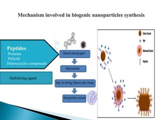 Mechanism involved in biogenic nanoparticles synthesis
Peptides
Proteins
Polyols
Heterocyclic compounds
Stabilizing agent
 