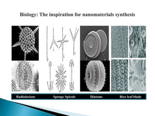 Radiolarians Sponge Spicule Diatoms Rice leaf blade
Biology: The inspiration for nanomaterials synthesis
 